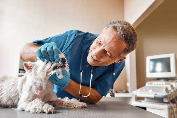 Best Emergency Treatment for Dental Infections or Abscesses in Yorktown, TX